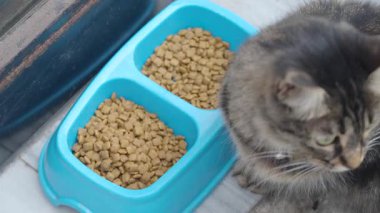 Meraklı bir kedi, içi kuru mama dolu yemek kasesini araştırır..