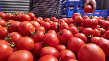 Taze, olgun domatesler yoğun bir çiftçi pazarında sınıflandırılıyor..