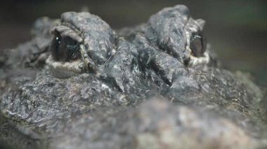 Gün boyunca sakin sularda timsahların gözlerine ve pullarına dikkat edin..