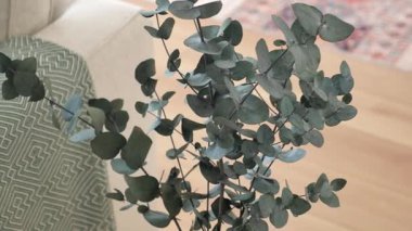 Okaliptüs yaprakları kanepenin yanında şık bir düzende sergilenir..