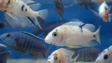 Parlak balıklar canlı bir akvaryumda zarifçe yüzerler..