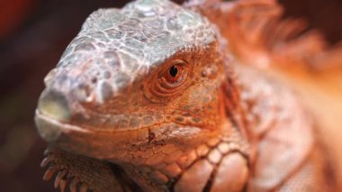 Kertenkelenin kafasının pullarını ve özelliklerini gösteren detaylı bir görünümü.