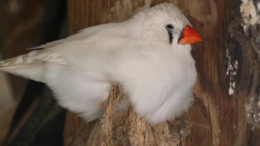 Küçük, tüylü bir kuş vahşi yaşam merkezindeki bir dala sessizce oturur..