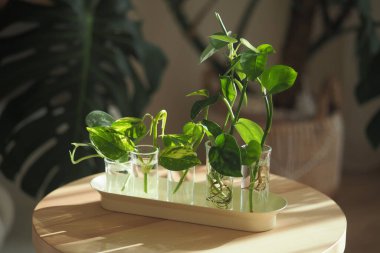 Yeşil bitkiler ahşap bir masa üzerinde cam kaplarda düzenlenir..