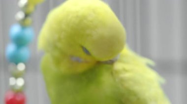 Parlak sarı bir muhabbet kuşu rahatlarken tüylerini kabartıyor..