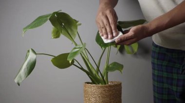 Bir insan, çiçeğin yapraklarını nazikçe silerek temizler..