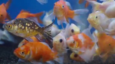 Birçok farklı renkte Japon balığı bir akvaryumda yüzüyor..