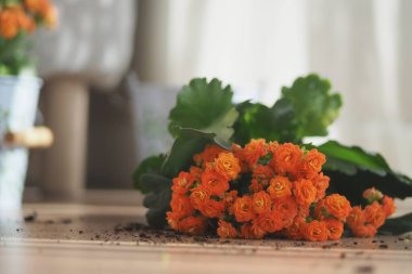 Parlak turuncu çiçekler yere düşer ve ortalığı karıştırır. .