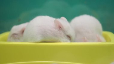 Üç tüylü beyaz hamster, sarı bir kasede huzur içinde uyur..