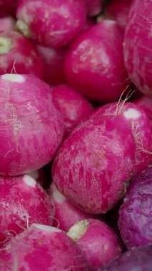 Parlak pembe turplar yeni toplandı ve pazara hazır..