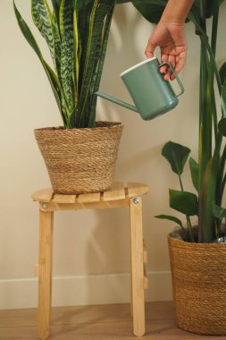 Elle su, ahşap bir taburede örülmüş yeşil bir bitki..