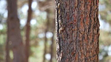 Huzurlu bir orman bölgesinde ağaç kabuğunun karmaşık detaylarını keşfet..