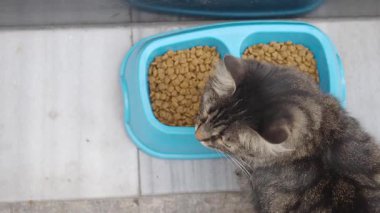 Bir kedi güneşli bir günde mavi yemek kasesinden yemek yer..