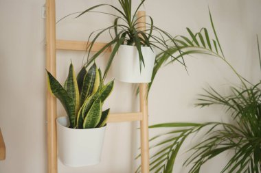 İki çeşit kapalı alan bitkisi dikey ahşap bir rafta sergilenir..