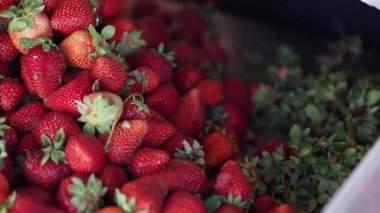 İşçiler parlak güneş ışığı altında olgun çilek topluyor..