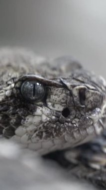 Etrafında sessizce dinlenen bir yılanın karmaşık detaylarını izleyin..