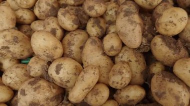 Sonbaharda çiftlikte hasattan sonra bir sürü taze patates yığıldı..