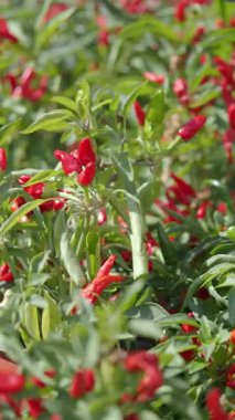 Parlak kırmızı biberler yemyeşil bir bahçede gelişir..