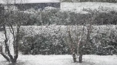 Kar taneleri yavaşça ağaçlara ve çalılara düşer ve sakin bir manzara yaratır..