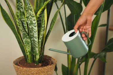 Bir insan, yılan bitkisini rahat bir ortamda sular..