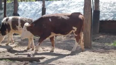 İnekler sıcak güneş ışığı altında huzurlu bir çiftlikte gezinirler..