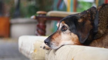 Rahat bir köpek bankta dinleniyor, güneşin tadını çıkarıyor..