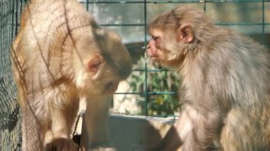 İki maymun çevrelerini keşfeder ve birbirleriyle etkileşirler..