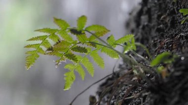 Bir eğreltiotu ormanda yağmur yağarken toprağın içinde sürekli büyür..