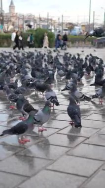 Birçok güvercin kalabalık bir meydanda ıslak zeminde yürür ve dinlenir..