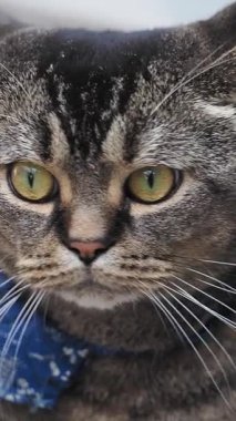 Bir kedi oturuyor ve yeşil gözlü sakin bir evde oturuyor..