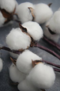 Bitkinin üzerinde pamuk cıvatalar görülebilir ve lifler net bir şekilde görülebilir..