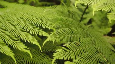 Ormanda yeşil eğreltiotlarını doğal ışıkla gör..