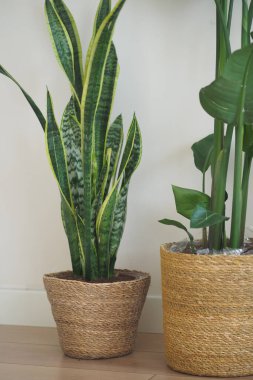 Örülmüş kaplarda iki bitki, kapalı bir ahşap yüzey üzerinde oturur..