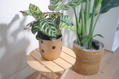 İki bitki, açık bir alanda tahta bir tabureye yerleştirilir..