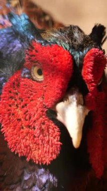 Bir sülünün yakın plan portresi.