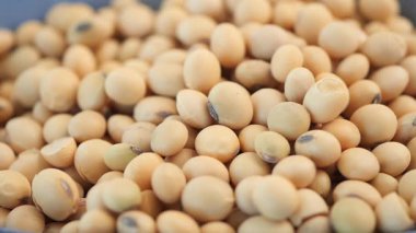 closeup of soybeans in a bowl ,