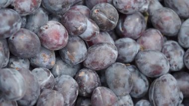 Olgun erikler bugün meyve bahçesindeki ağaçlardan toplandı..