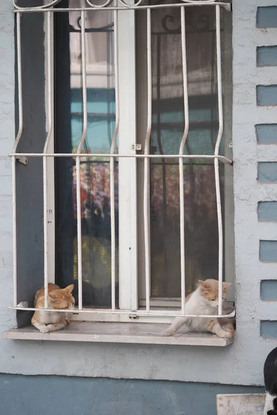 İki kedi şehir merkezinde metal bir ızgaranın yanındaki pencere pervazında oturuyor..