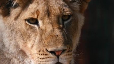 Aslan, açık havada parlak güneş ışığıyla doğrudan kameraya bakar..