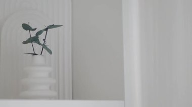 Tencerede küçük bir bitki, temiz bir yerde rafta duruyor..