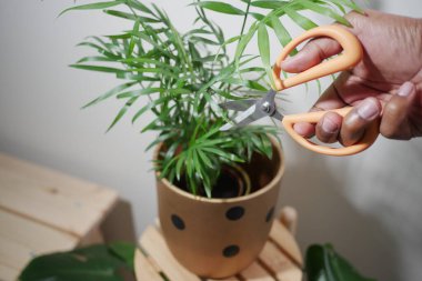 Hand holding scissors while trimming a plant in a pot.