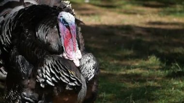 Bir hindi parktaki çimenli bölgeyi gezer ve keşfeder..