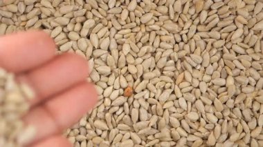 İnsan ayçekirdeğini büyük bir tohum yığınının üzerinde tutar..