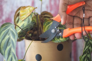 Biri saksıdaki bahçe makasıyla bitkinin yapraklarını buduyor..