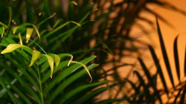 Bitki yaprakları ev ortamında ayrıntıları sıcak ışıkta gösterir.