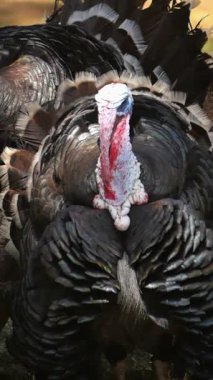 Bir tavuk, çiftlik ortamında yiyecek arıyor..