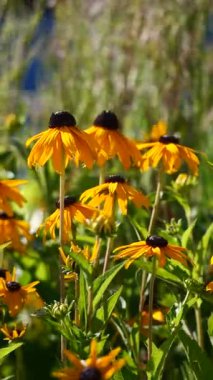 Bahçede çiçekler dik duruyor, sıcak güneşin ve parlak renklerin tadını çıkarıyorlar..
