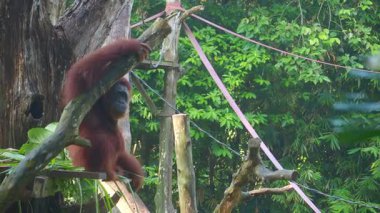 Bir orangutan yemyeşil bir ormandaki bir dalda dinleniyor..