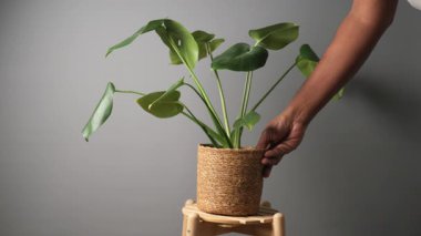 Taburedeki canavar bitkisi..