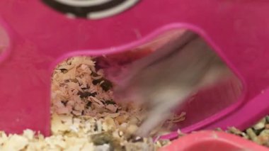 Bir hamster etrafını kazarken ve keşfederken oyun oynar..